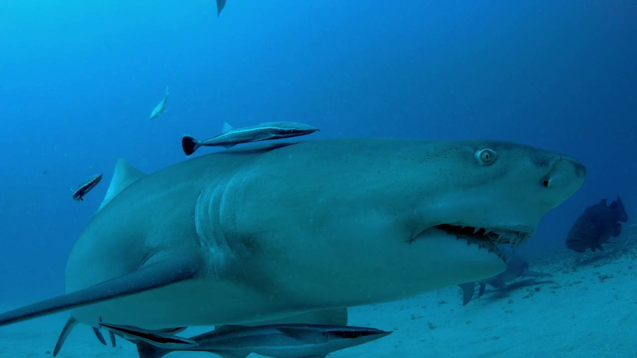 Sharkwater (2007) Review - Sharks as Friends in Desperate Need