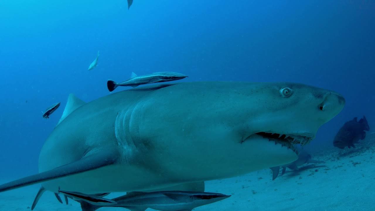 Sharkwater (2007) Review