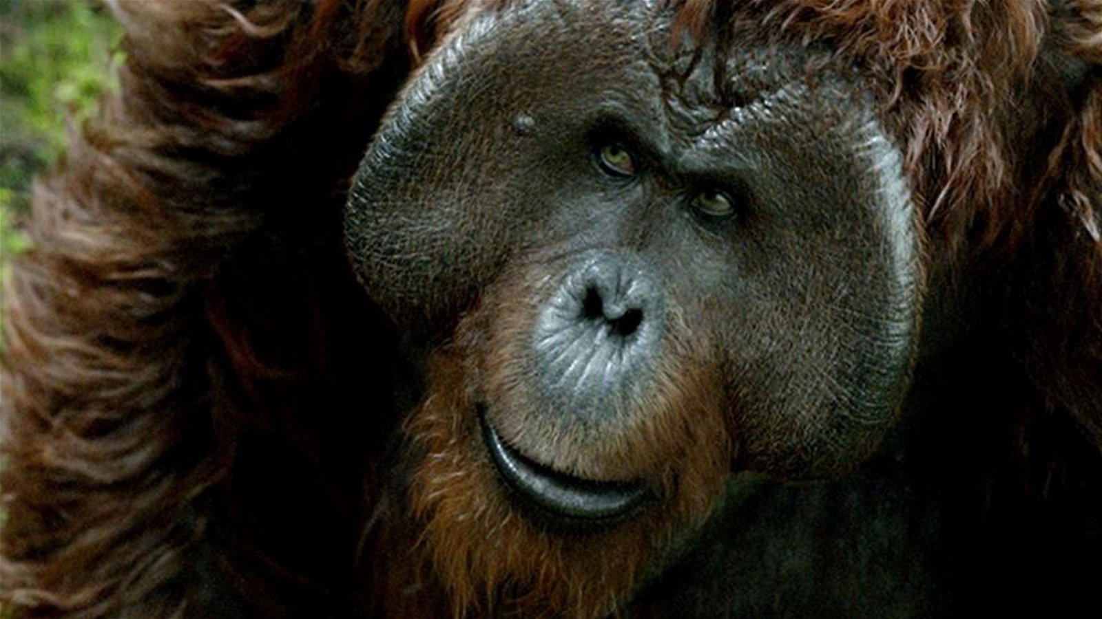 Karin Konoval Talks War For The Planet Planet Of The Apes - Interview 2