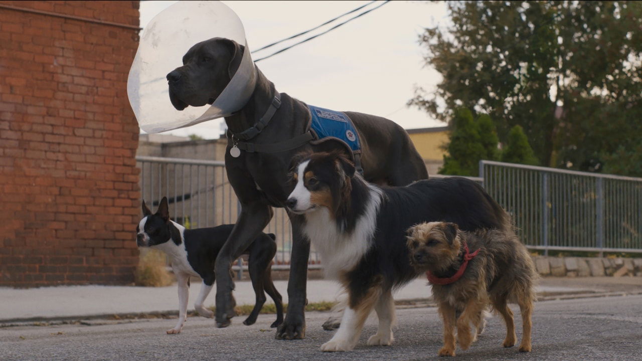 Strays (2023) Review