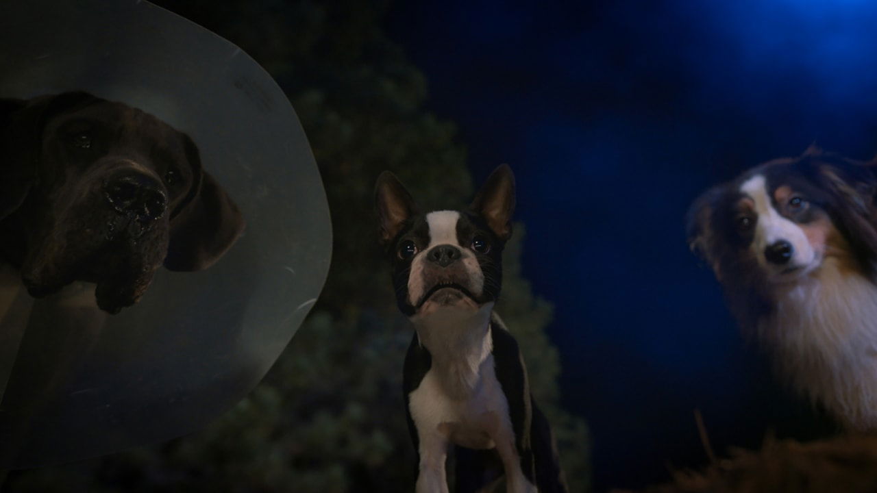 Strays (2023) Review