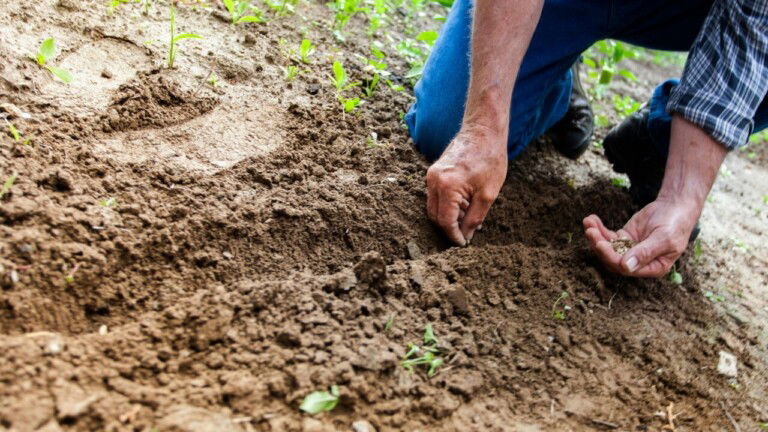 Neat Tech Gifts and Ideas for Gardeners