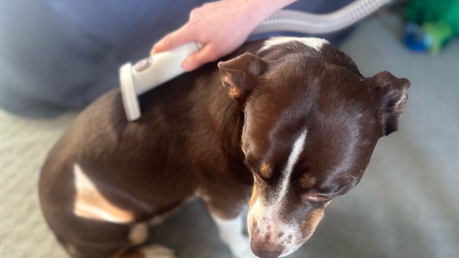 Redroad P17 Pet Groomer And Vacuum Review