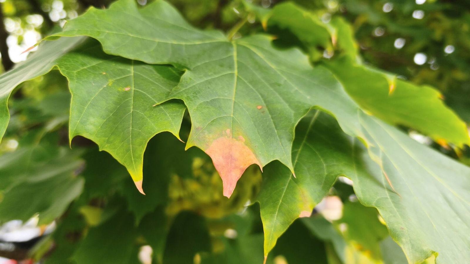 Xiaomi 15T Smartphone Review Xiaomi 15T Smartphone Review