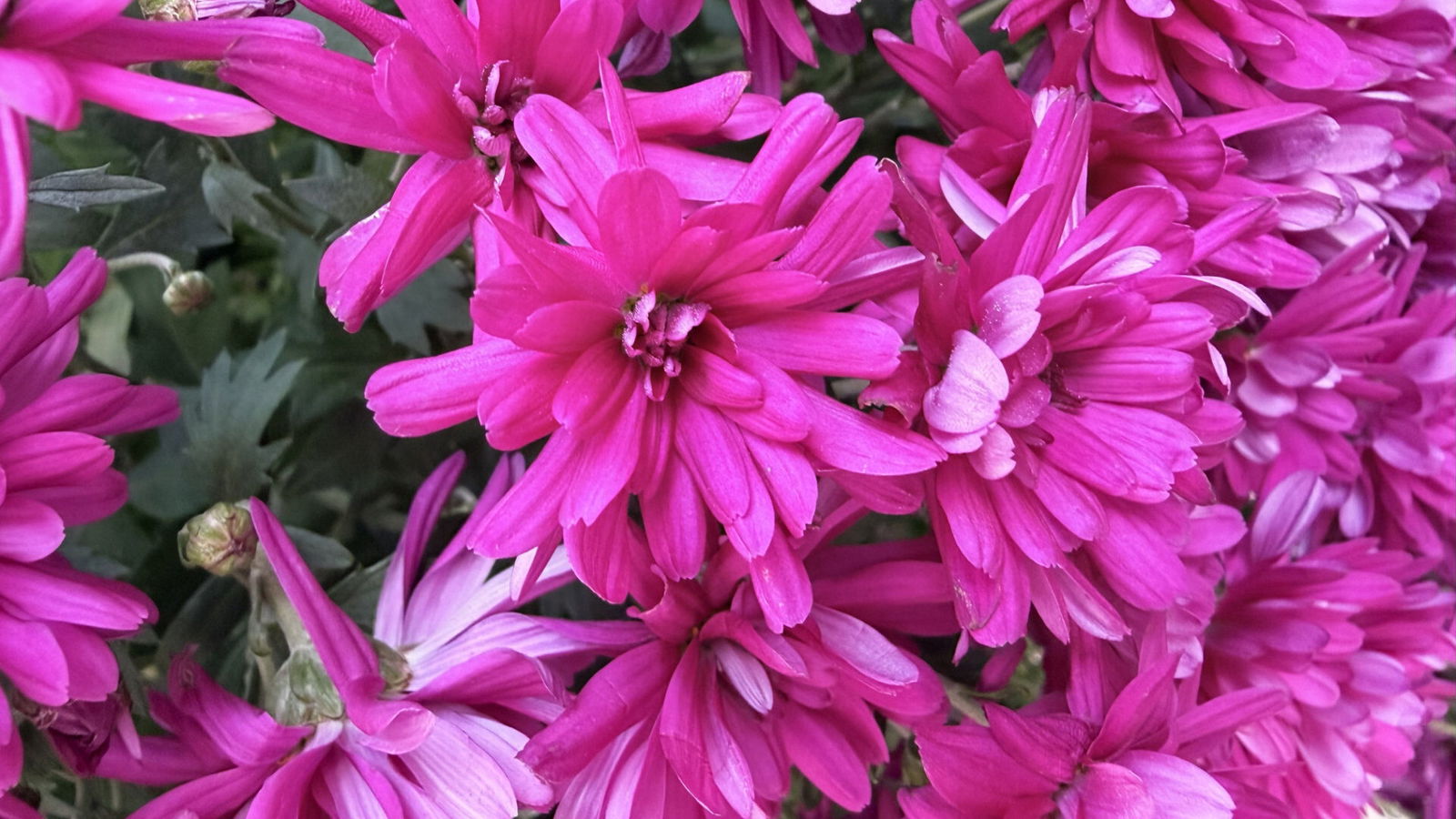 Apple Iphone 17 Smartphone Review Apple Iphone 17 Smartphone Review