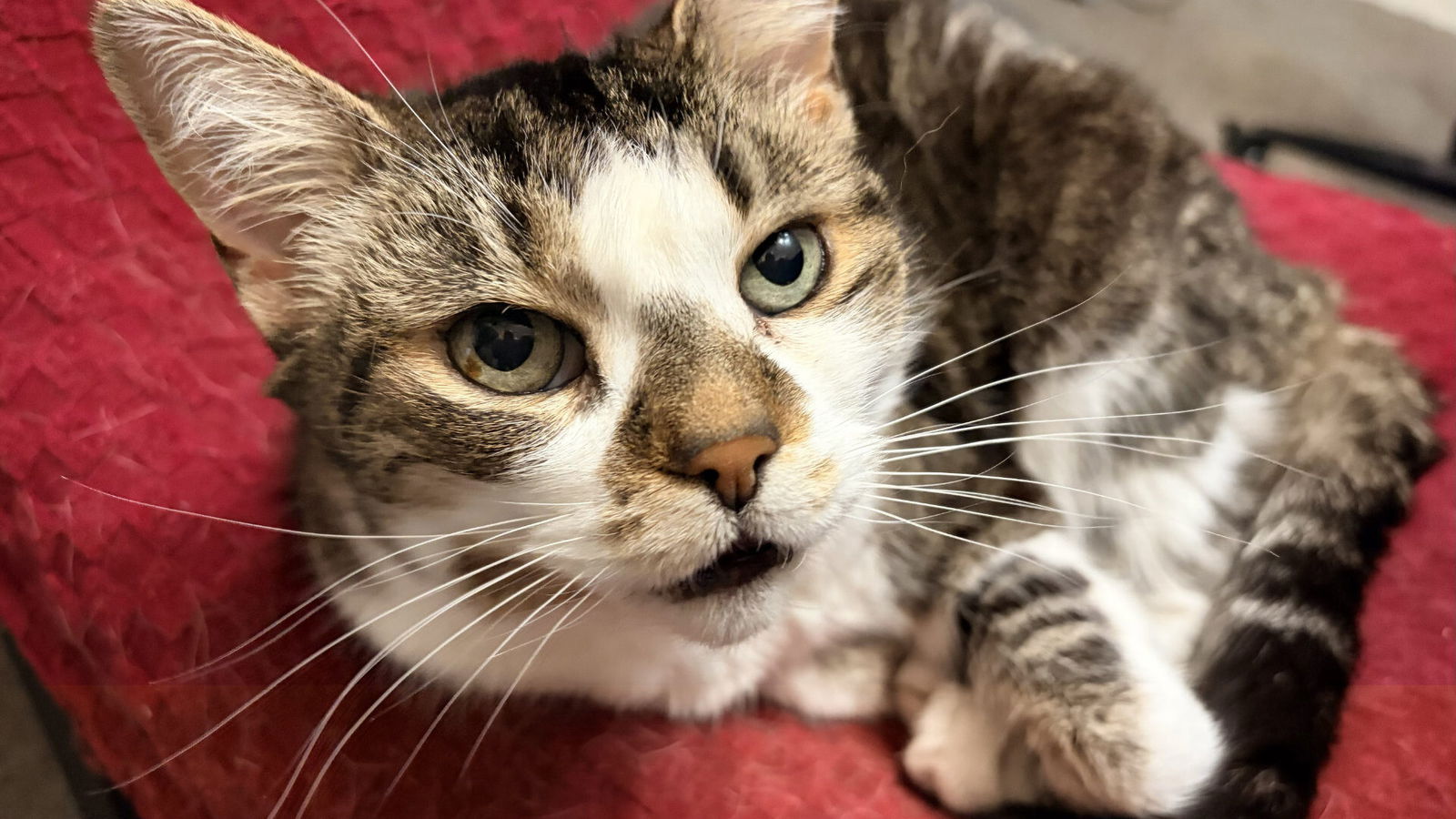 Apple Iphone 17 Smartphone Review Apple Iphone 17 Smartphone Review