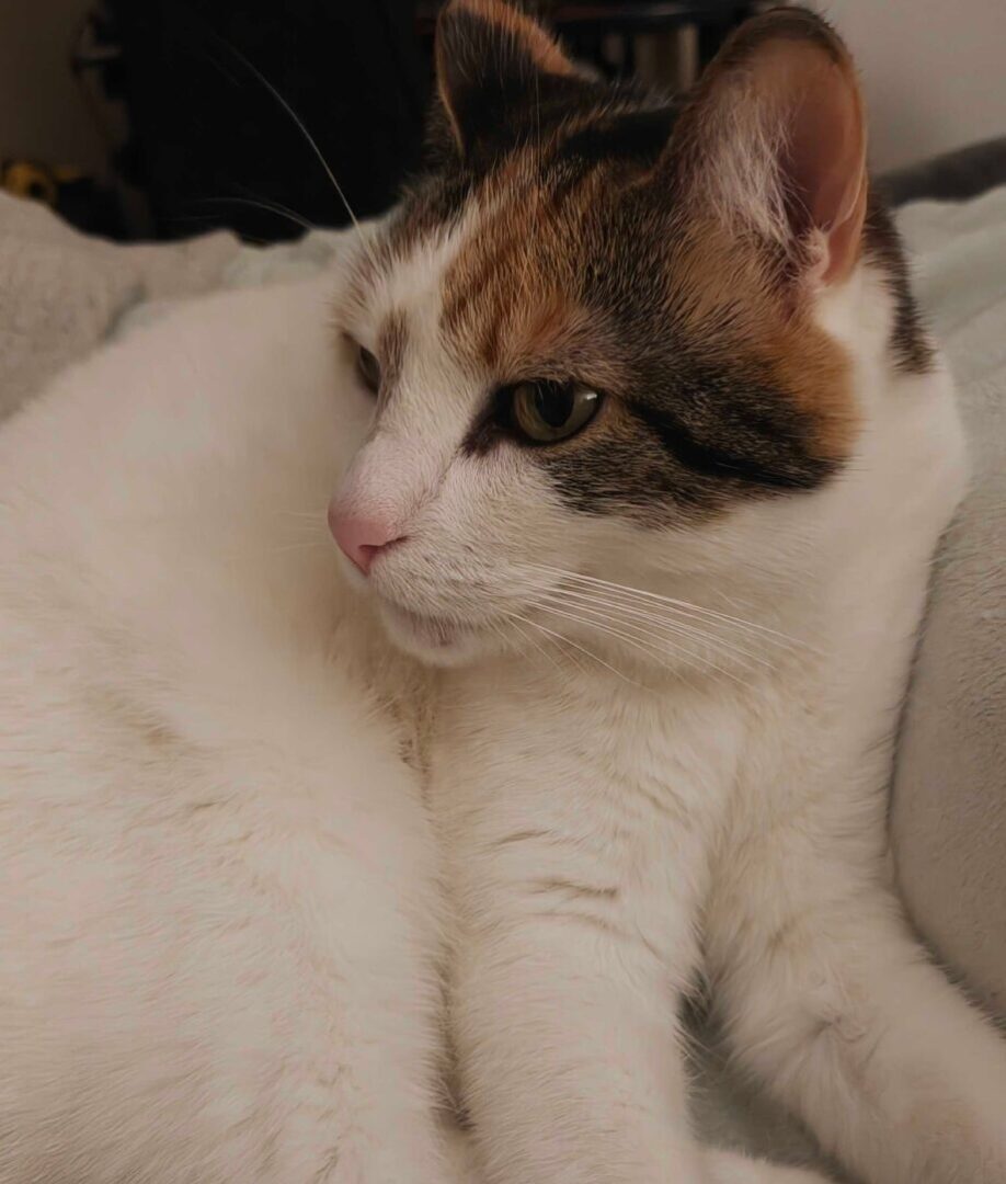 Realme Gt 8 Pro Smartphone Review Realme Gt 8 Pro Smartphone Review