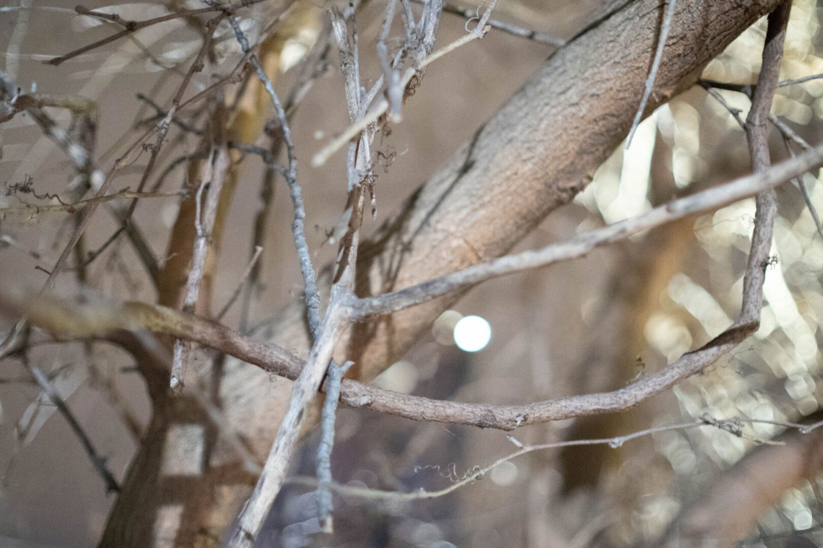 Brightin Star 35Mm F0.95 Aps-C Lens Review