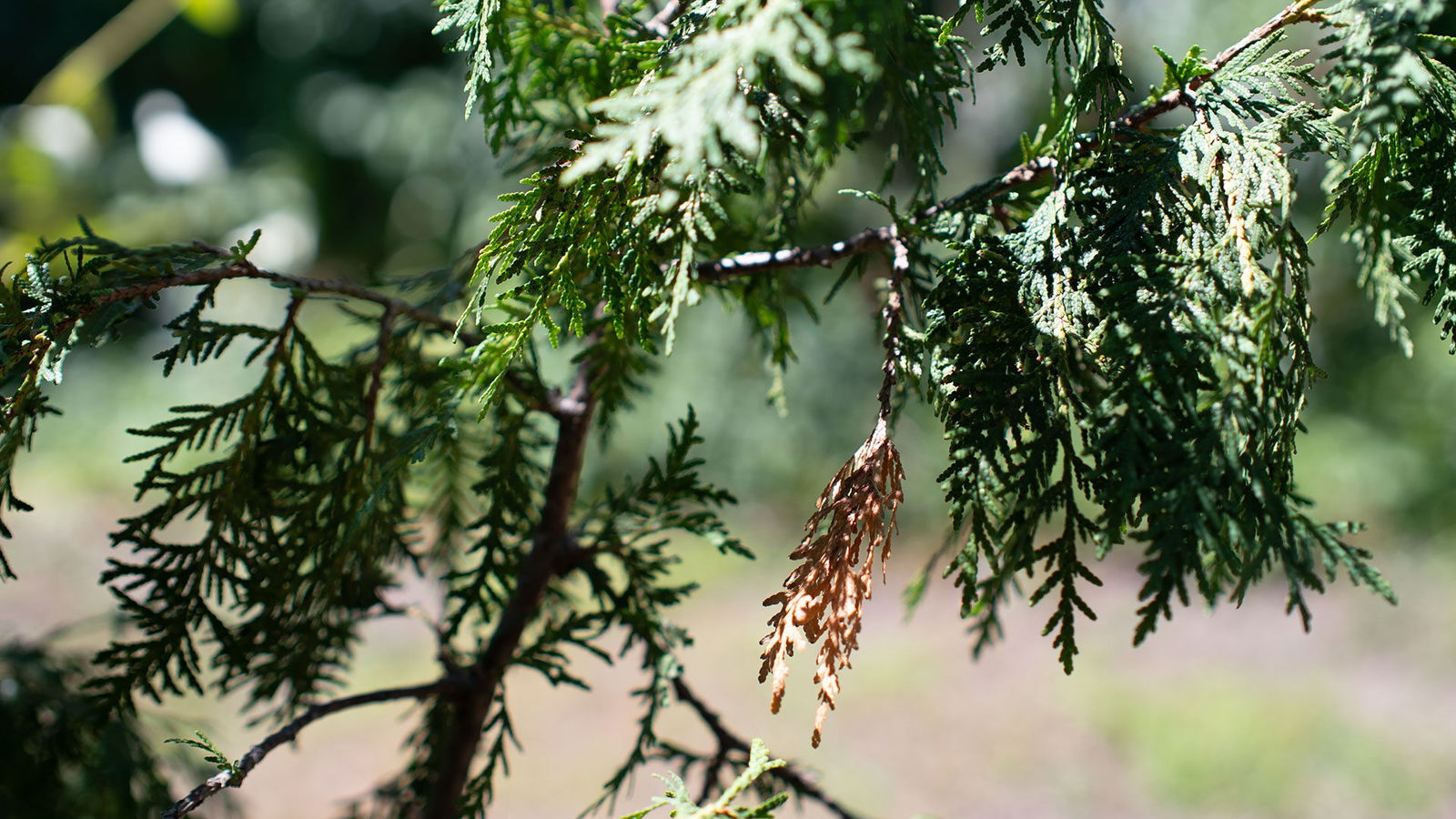 Brightin Star 35Mm F0.95 Aps-C Lens Review