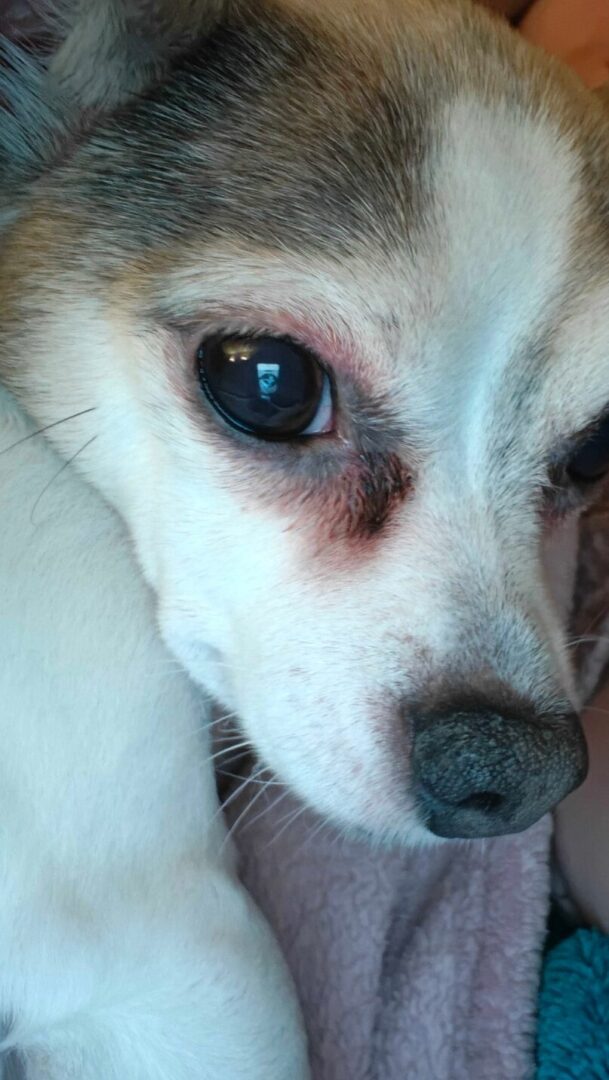 Oneplus 15R Smartphone Review