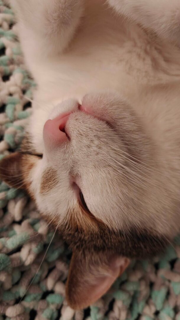 Oneplus 15R Smartphone Review