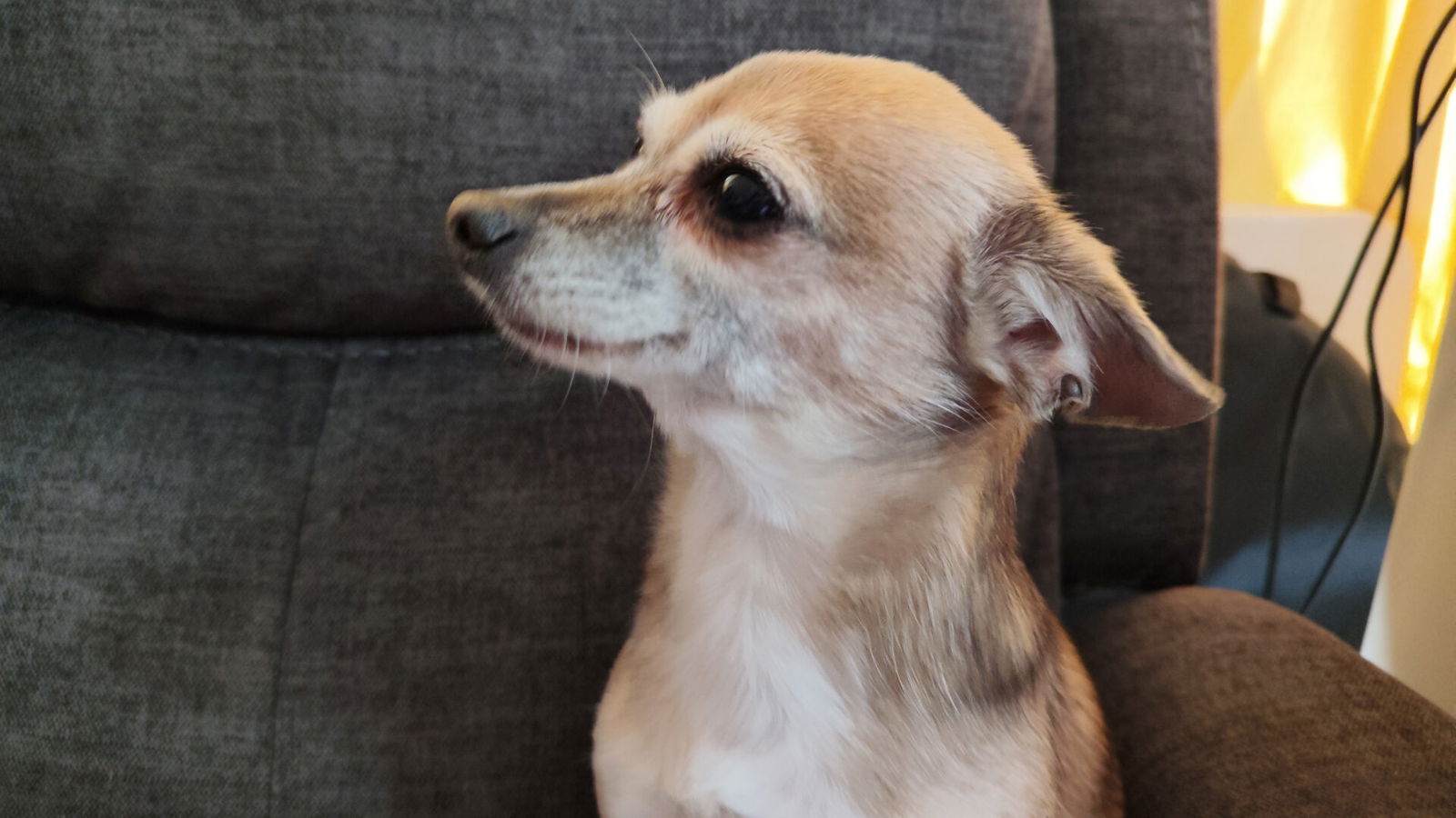 Redmi Note 15 Smartphone Review